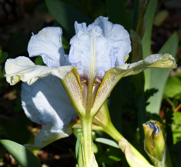 Iris 'Mala Maja'