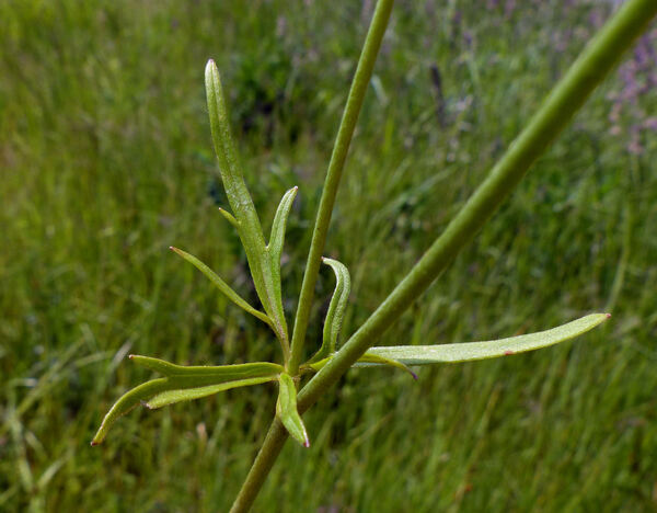 Ranunculus acris L. subsp. acris