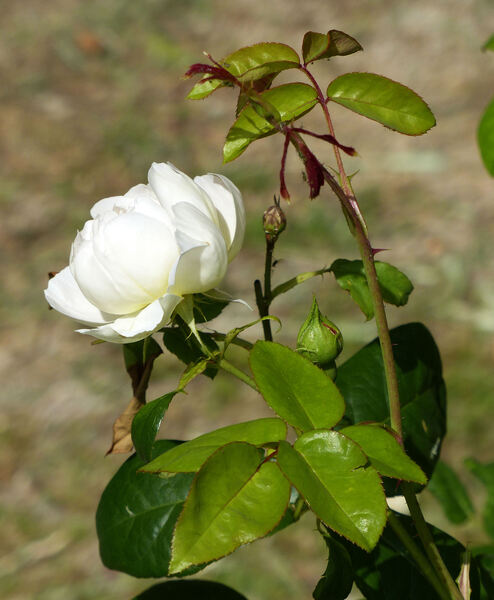 Rosa 'Comte de Champagne ®'