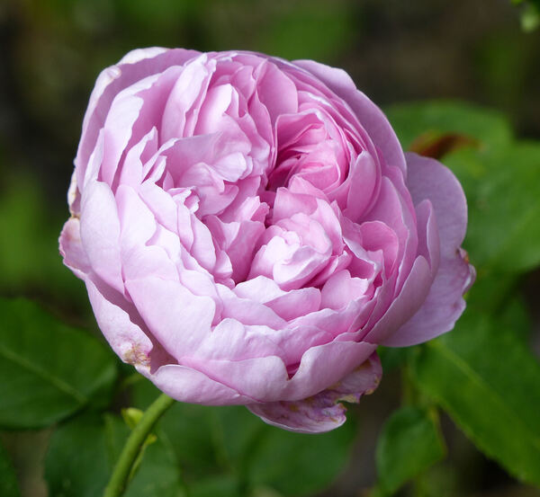 Rosa 'Charles Rennie Mackintosh'