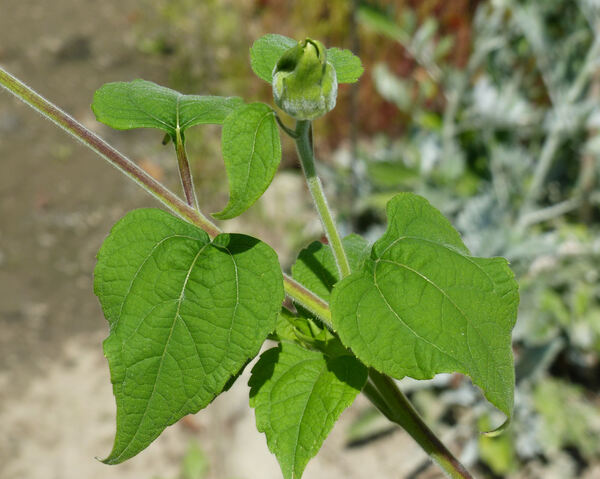 Tithonia rotundifolia (Mill.) S.F.Blake