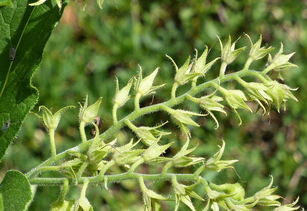 Symphytum ×uplandicum Nyman