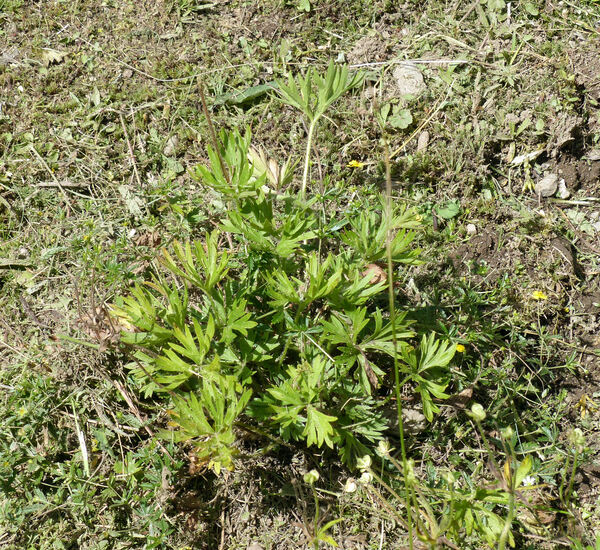 Anemonastrum narcissiflorum (L.) Holub subsp. narcissiflorum