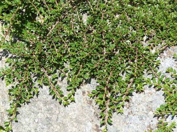 Cotoneaster adpressus Bois