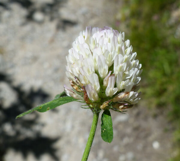 Trifolium pratense L. subsp. nivale Ces.
