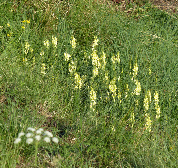 Linaria vulgaris Mill. subsp. vulgaris