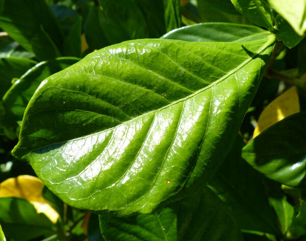 Gardenia jasminoides J. Ellis