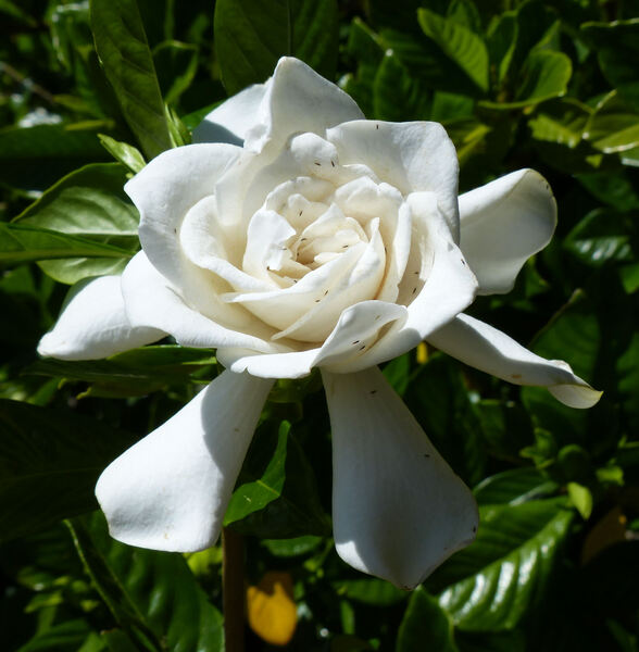 Gardenia jasminoides J. Ellis