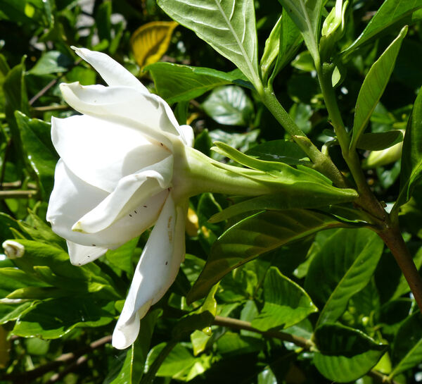 Gardenia jasminoides J. Ellis