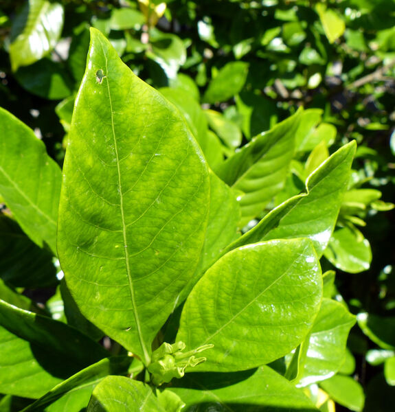 Gardenia jasminoides J. Ellis