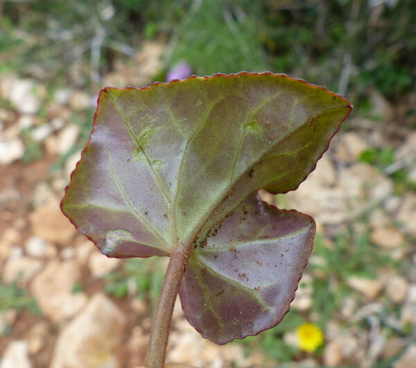 Cyclamen hederifolium Aiton subsp. hederifolium