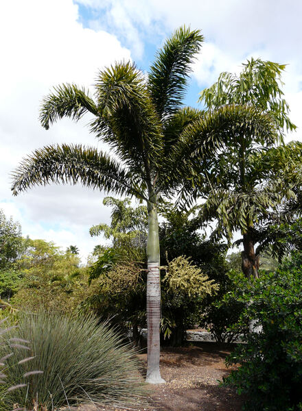Wodyetia bifurcata A.K. Irvine