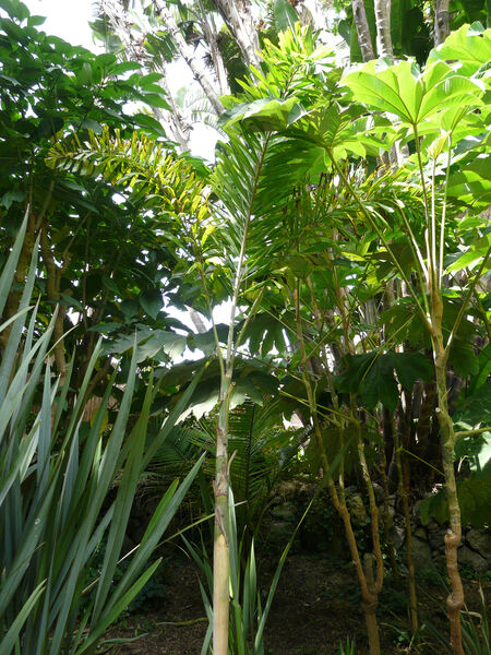 Wodyetia bifurcata A.K. Irvine