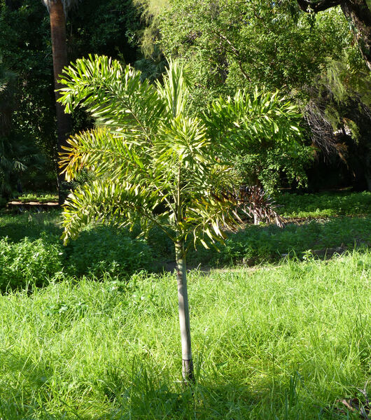 Wodyetia bifurcata A.K. Irvine