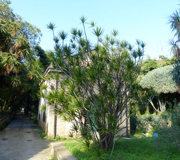 Dracaena reflexa Lam. var. angustifolia Baker