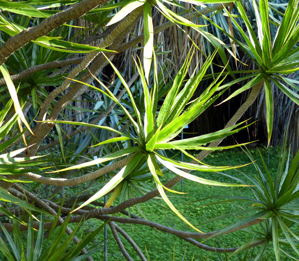 Dracaena reflexa Lam. var. angustifolia Baker