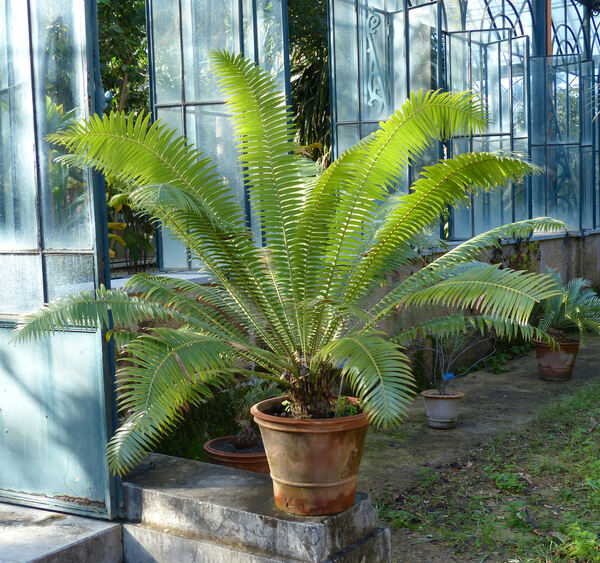 Dioon spinulosum Dyer