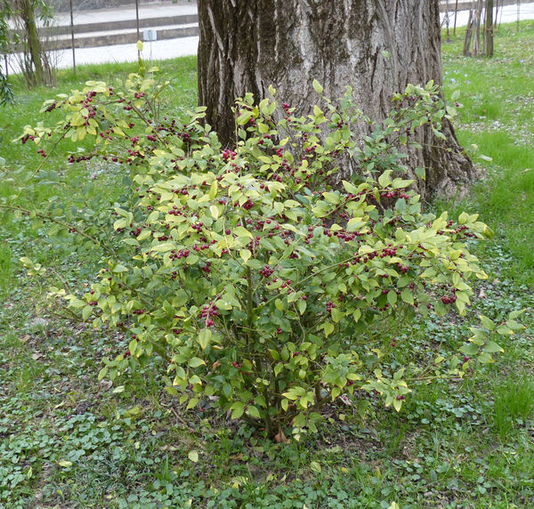 Sarcococca ruscifolia Stapf