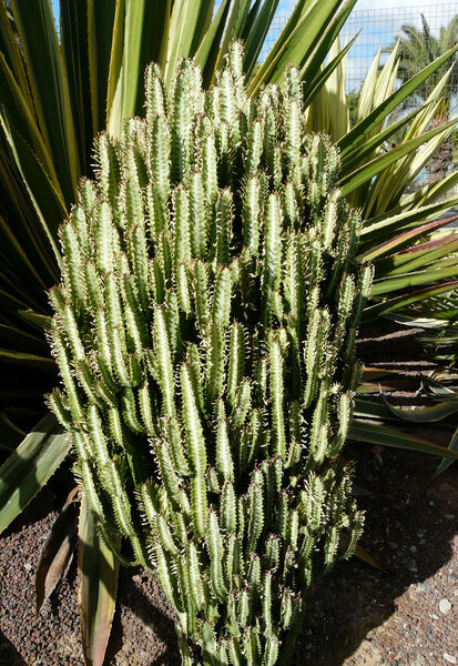 Euphorbia trigona Haw.