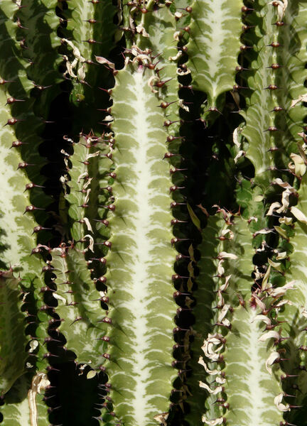 Euphorbia trigona Haw.