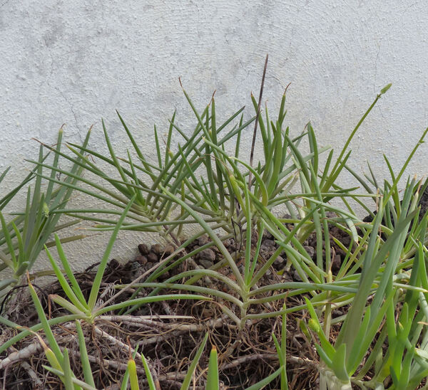 Bulbine frutescens (L.) Willd.