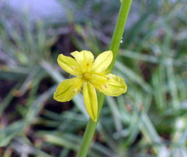 Bulbine frutescens (L.) Willd.