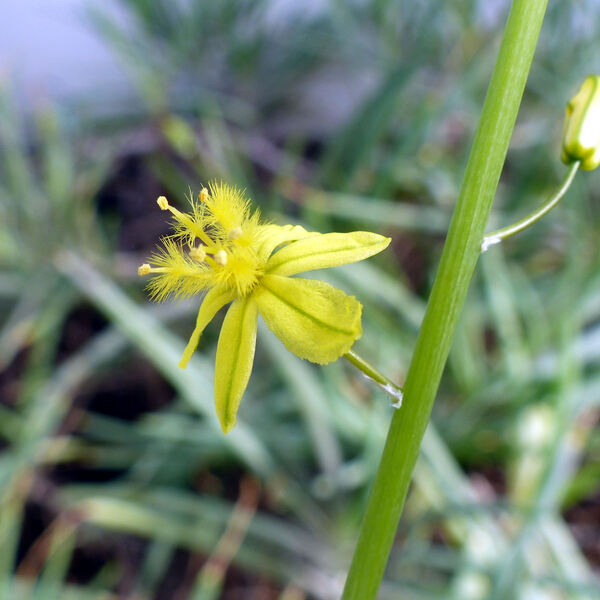 Bulbine frutescens (L.) Willd.