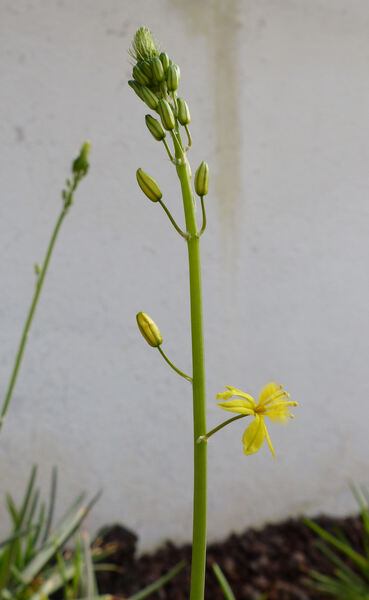 Bulbine frutescens (L.) Willd.