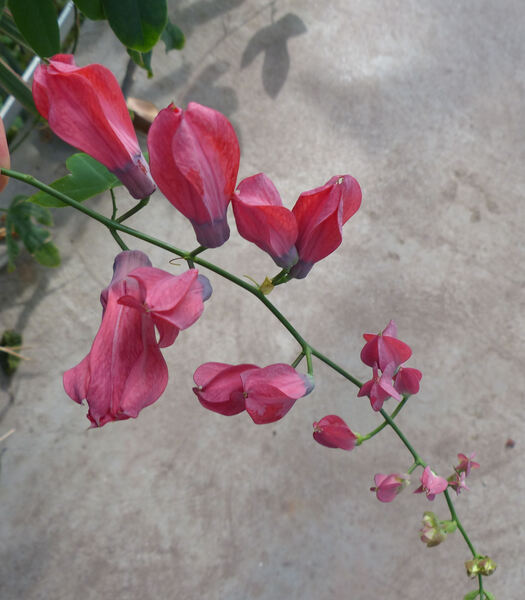 Passiflora racemosa Brot.