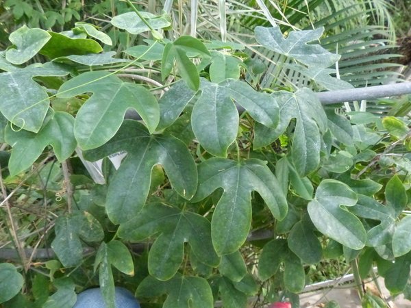 Passiflora racemosa Brot.