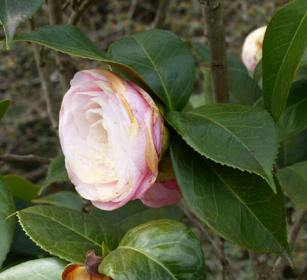 Camellia japonica L. 'Desire'