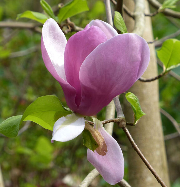 Magnolia 'Cecil Nice'