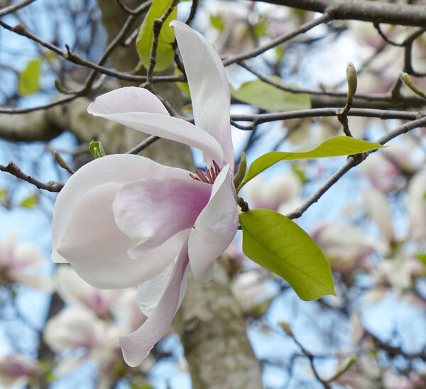 Magnolia 'Paul Cook'