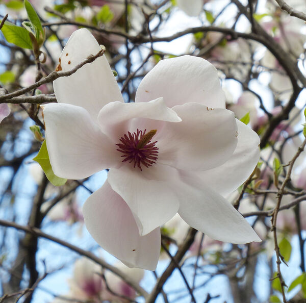 Magnolia 'Paul Cook'