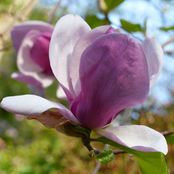 Magnolia 'Cecil Nice'