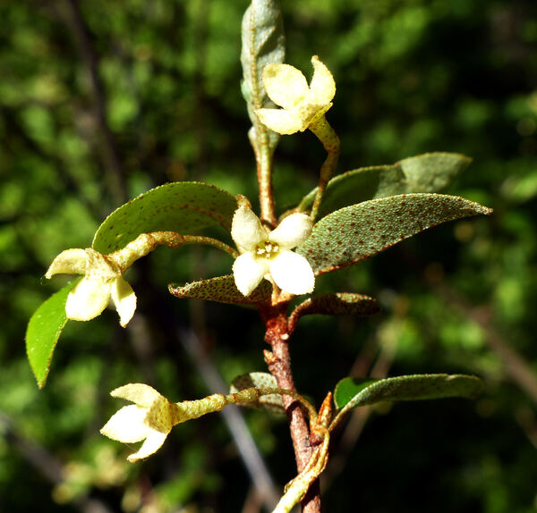 Elaeagnus multiflora Thunb.