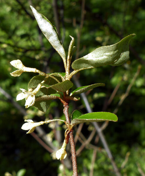 Elaeagnus multiflora Thunb.