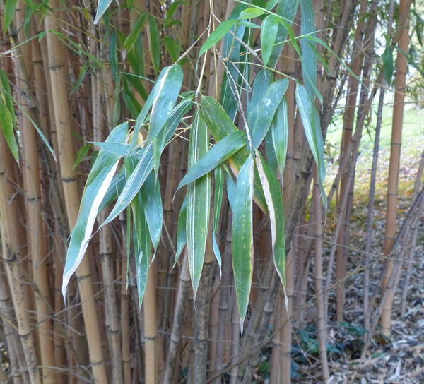 Phyllostachys bambusoides Siebold & Zucc. 'Allgold'