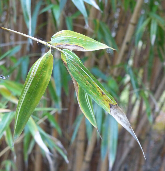 Phyllostachys bambusoides Siebold & Zucc. 'Allgold'