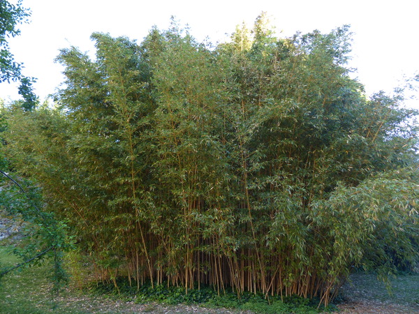 Phyllostachys bambusoides Siebold & Zucc. 'Allgold'
