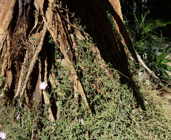 Lampranthus spectabilis (Haw.) N.E. Br.