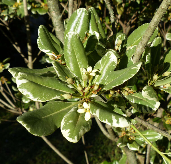 Pittosporum tobira (Thunb.) W.T. Aiton 'Nanum'