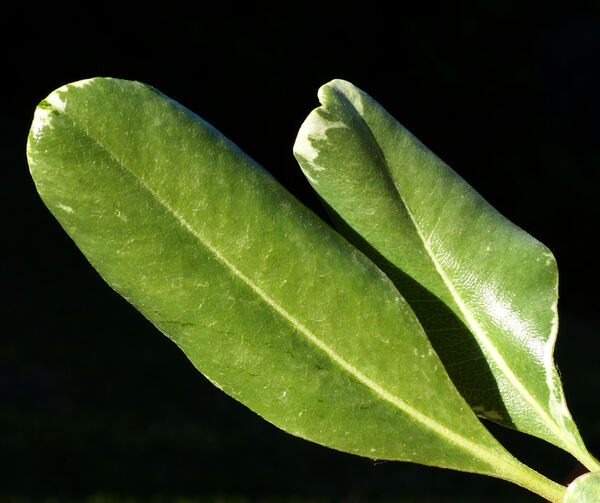 Pittosporum tobira (Thunb.) W.T. Aiton 'Nanum'
