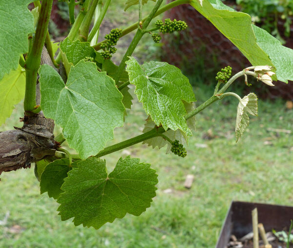 Vitis vinifera L. 'Fragola'