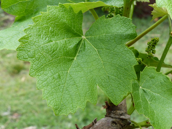 Vitis vinifera L. 'Fragola'