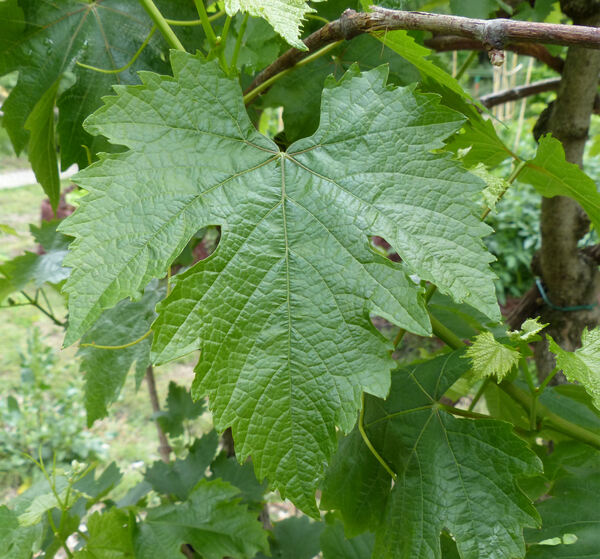 Vitis vinifera L. 'Lugliola'