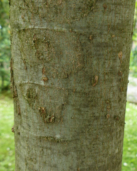 Celtis sinensis Pers.