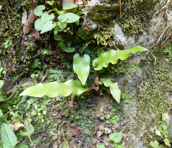 Asplenium scolopendrium L. subsp. scolopendrium