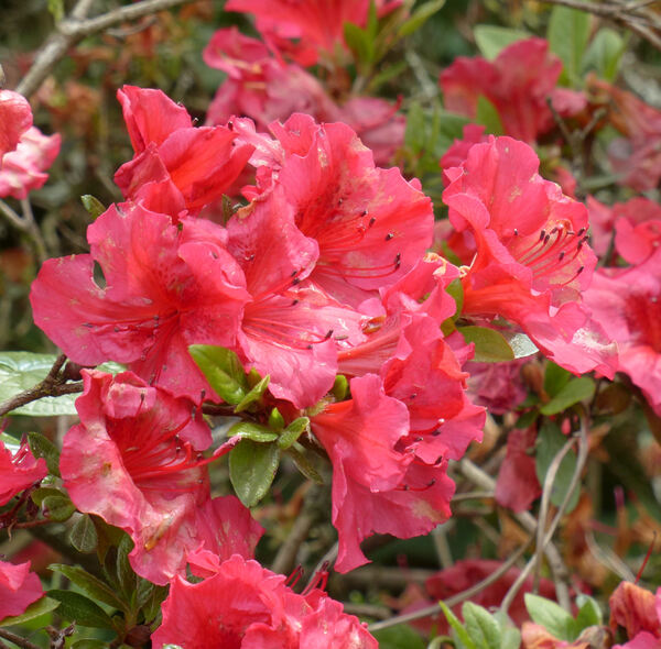 Rhododendron 'Vuyk's Scarlet'