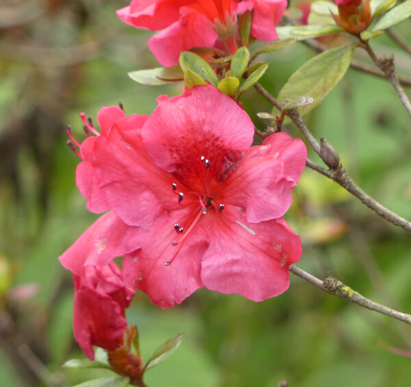 Rhododendron 'Vuyk's Scarlet'